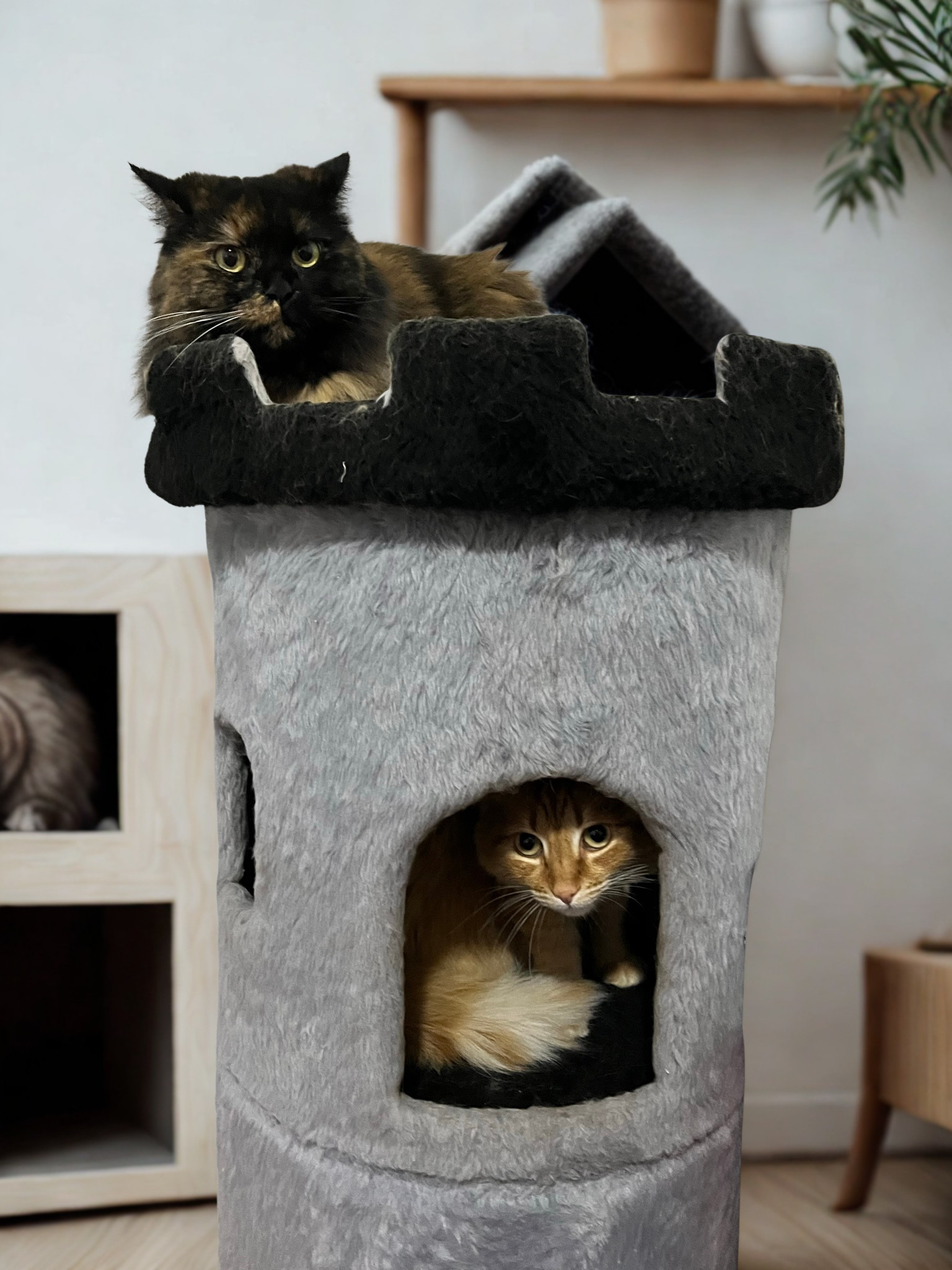 Gato atendido pelos produtos BasePets Curitiba
